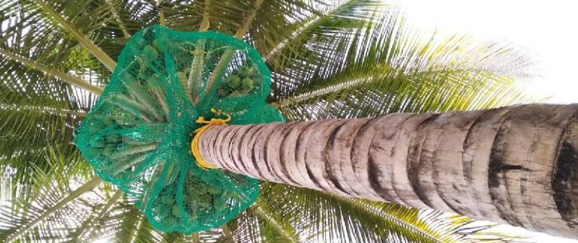 Coconut Tree Safety Nets