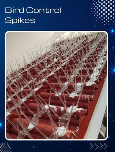 Pigeon Control Spikes in Chennai